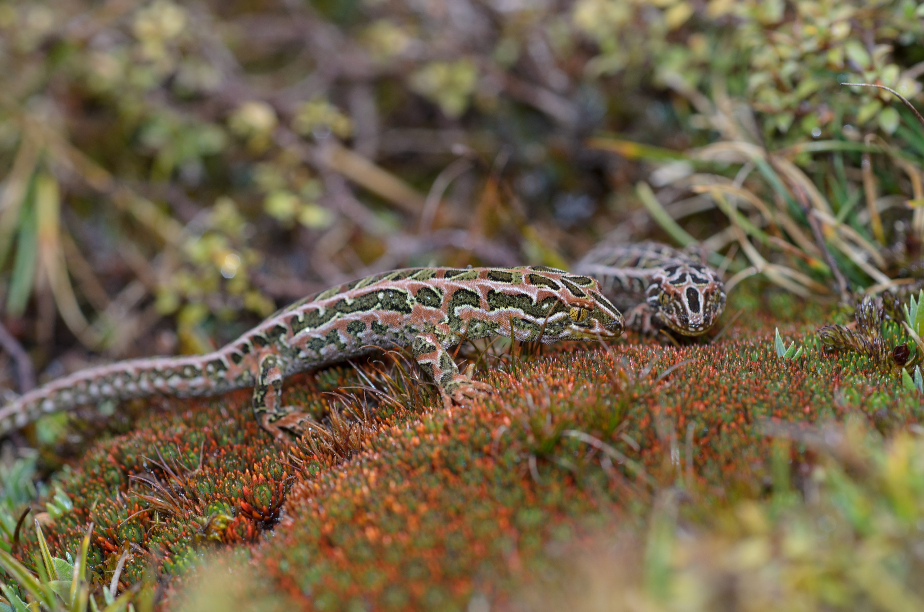 DSC_3009 – Adventure, Crispin, Hoplodactylus, Island, March 2017, National Park, New, New Zealand, Rakiura, South, Stewart, Tukutuku rakiurae, Zealand, amazing, gecko, harlequin gecko, rare, stunning